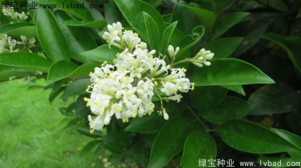 日本女貞<a href='http://zishuwang.com.cn/' target='_blank'>種子</a>