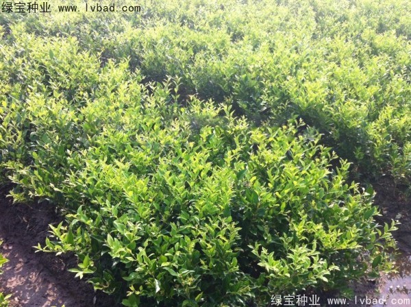 <a href='http://zishuwang.com.cn/linmuzhongzi/2213.html' target='_blank'>日本女貞種子</a>