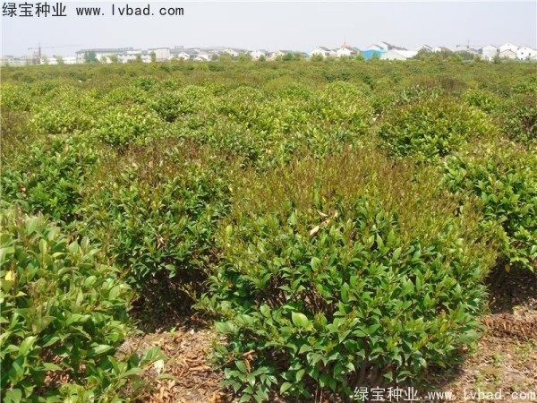 <a href='http://zishuwang.com.cn/linmuzhongzi/2213.html' target='_blank'>日本女貞</a><a href='http://zishuwang.com.cn/' target='_blank'>種子</a>