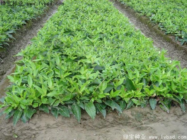 <a href='http://zishuwang.com.cn/linmuzhongzi/2213.html' target='_blank'>日本女貞種子</a>