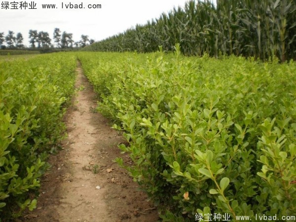 <a href='http://zishuwang.com.cn/linmuzhongzi/2215.html' target='_blank'>瓜子黃楊種子</a>