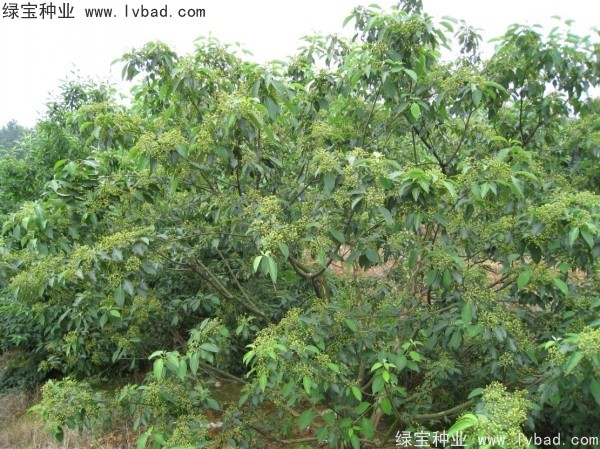 <a href='http://zishuwang.com.cn/linmuzhongzi/2220.html' target='_blank'>光皮樹種子</a>