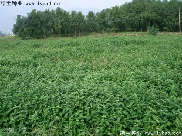 <a href='http://zishuwang.com.cn/linmuzhongzi/2220.html' target='_blank'>光皮樹</a><a href='http://zishuwang.com.cn/' target='_blank'>種子</a>