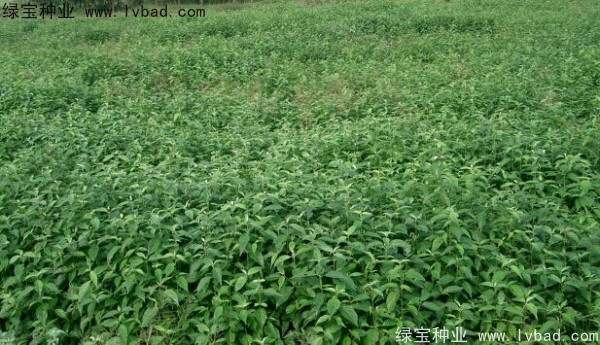 <a href='http://zishuwang.com.cn/linmuzhongzi/2220.html' target='_blank'>光皮樹種子</a>