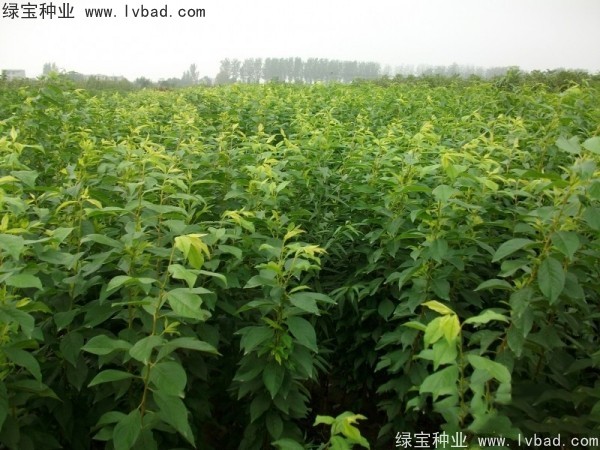 <a href='http://zishuwang.com.cn/linmuzhongzi/2231.html' target='_blank'>李子種子</a>