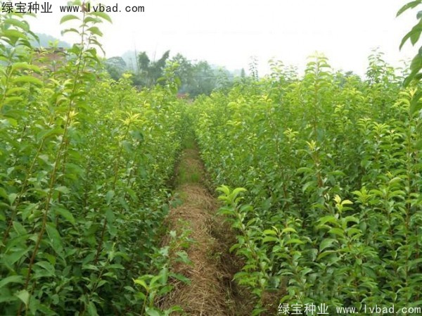 李子<a href='http://zishuwang.com.cn/' target='_blank'>種子</a>