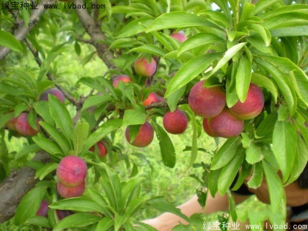 <a href='http://zishuwang.com.cn/linmuzhongzi/2231.html' target='_blank'>李子種子</a>