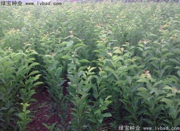 李子<a href='http://zishuwang.com.cn/' target='_blank'>種子</a>
