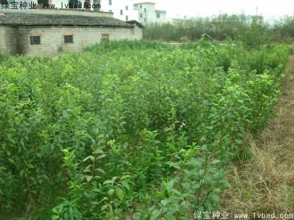 李子<a href='http://zishuwang.com.cn/' target='_blank'>種子</a>