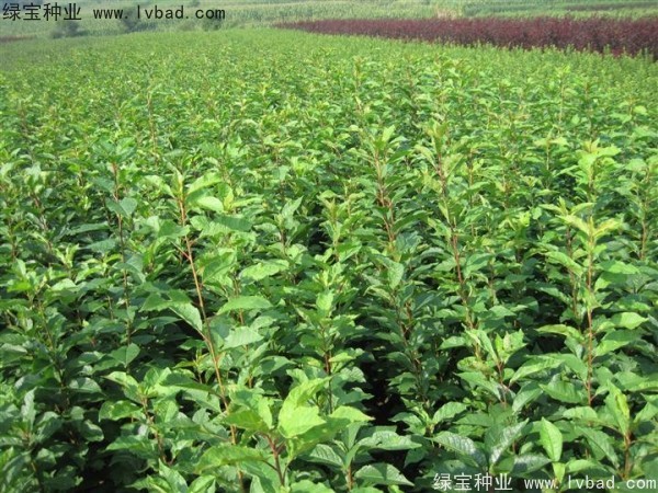 <a href='http://zishuwang.com.cn/linmuzhongzi/2231.html' target='_blank'>李子種子</a>