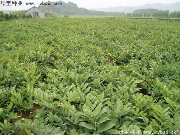玉竹<a href='http://zishuwang.com.cn/' target='_blank'>種子</a>