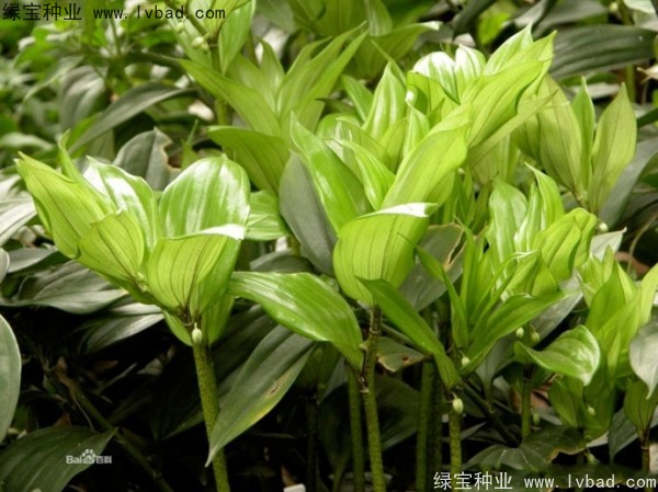 <a href='http://zishuwang.com.cn/linmuzhongzi/2254.html' target='_blank'>玉竹種子</a>