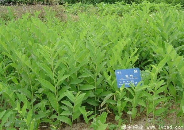 <a href='http://zishuwang.com.cn/linmuzhongzi/2254.html' target='_blank'>玉竹種子</a>