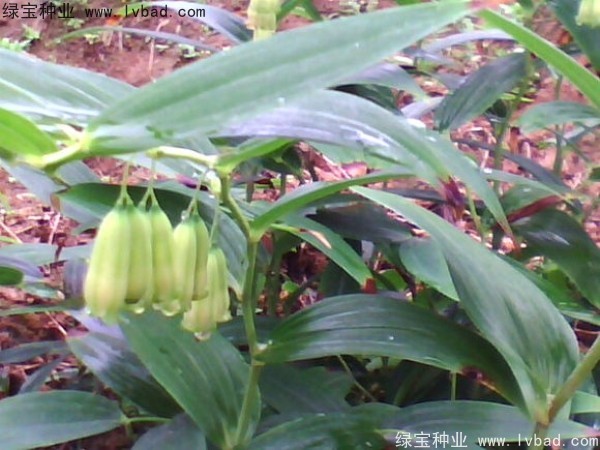 <a href='http://zishuwang.com.cn/linmuzhongzi/2254.html' target='_blank'>玉竹種子</a>