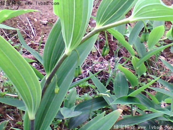 玉竹<a href='http://zishuwang.com.cn/' target='_blank'>種子</a>