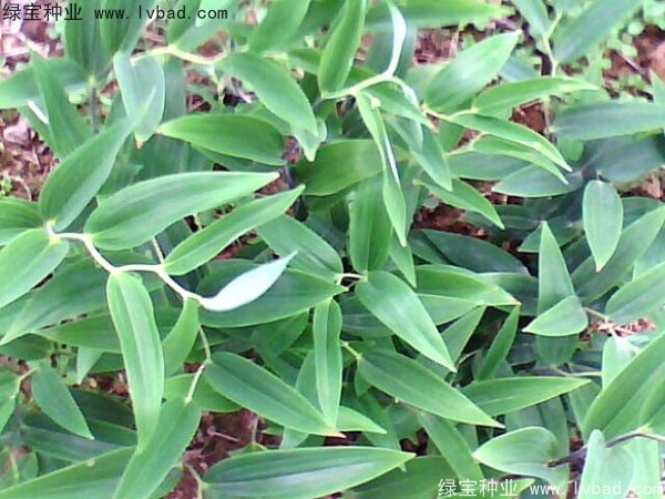 玉竹<a href='http://zishuwang.com.cn/' target='_blank'>種子</a>