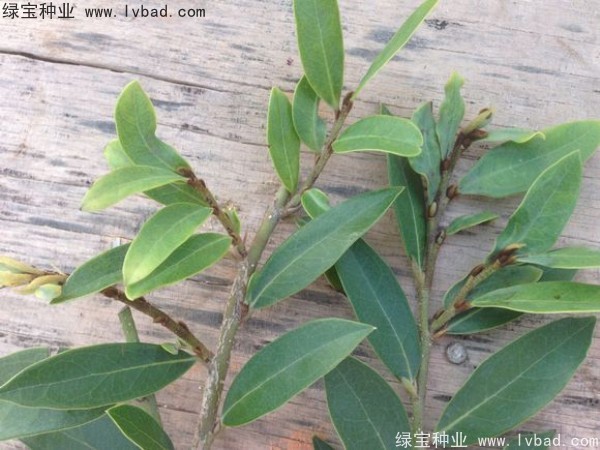 <a href='http://zishuwang.com.cn/linmuzhongzi/2255.html' target='_blank'>蚊母種子</a>