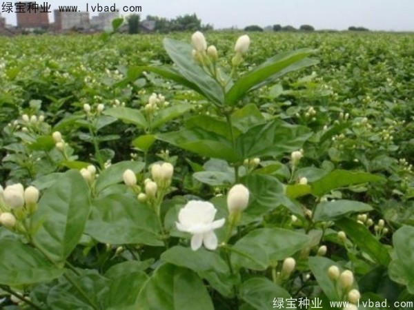<a href='http://zishuwang.com.cn/linmuzhongzi/2258.html' target='_blank'>茉莉花種子</a>