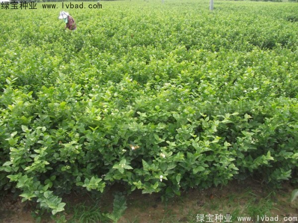 茉莉花<a href='http://zishuwang.com.cn/' target='_blank'>種子</a>