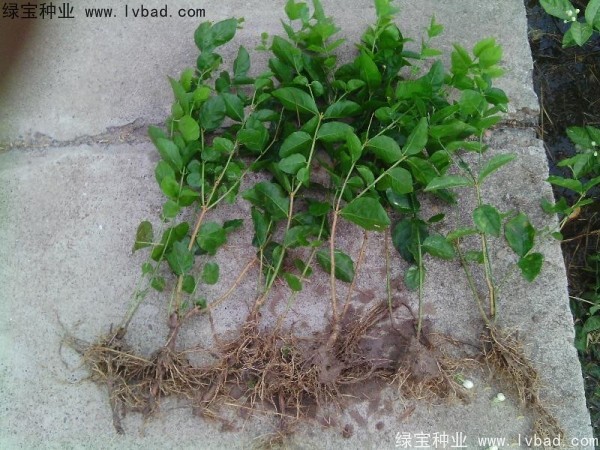 <a href='http://zishuwang.com.cn/linmuzhongzi/2258.html' target='_blank'>茉莉花種子</a>