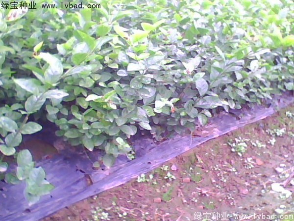 茉莉花<a href='http://zishuwang.com.cn/' target='_blank'>種子</a>