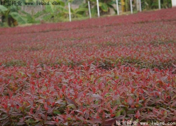 桉樹(shù)種子