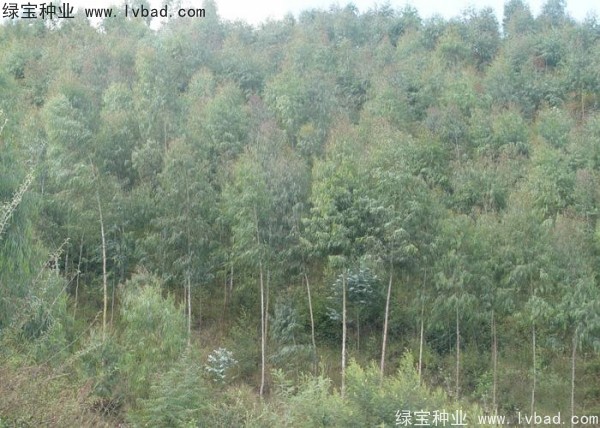 <a href='http://zishuwang.com.cn/linmuzhongzi/2259.html' target='_blank'>桉樹(shù)種子</a>