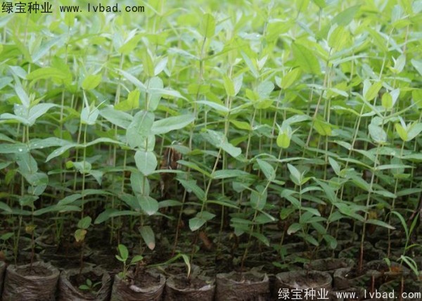 桉樹(shù)<a href='http://zishuwang.com.cn/' target='_blank'>種子</a>