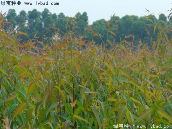 桉樹(shù)種子