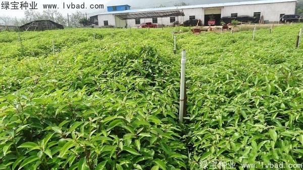 <a href='http://zishuwang.com.cn/linmuzhongzi/2259.html' target='_blank'>桉樹(shù)種子</a>