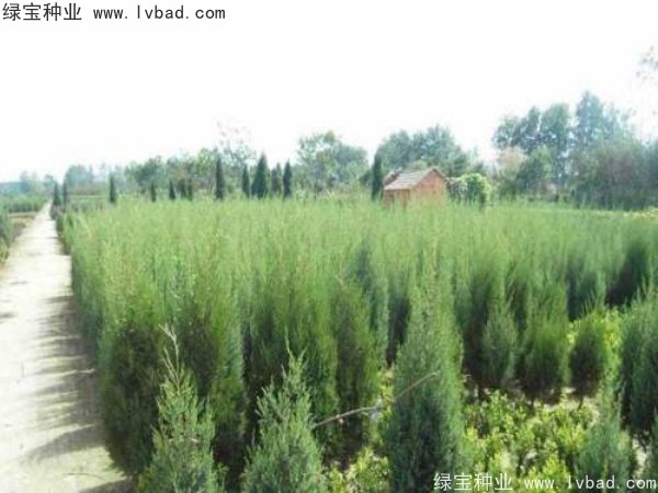 柏木<a href='http://zishuwang.com.cn/' target='_blank'>種子</a>