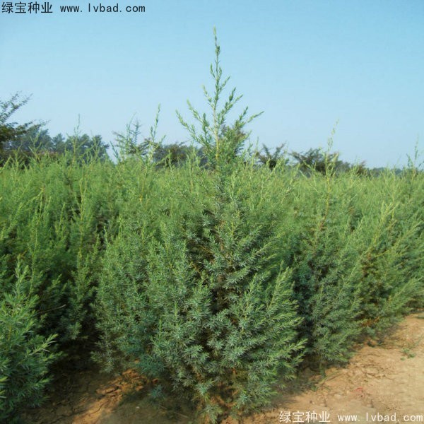 <a href='http://zishuwang.com.cn/linmuzhongzi/2260.html' target='_blank'>柏木種子</a>