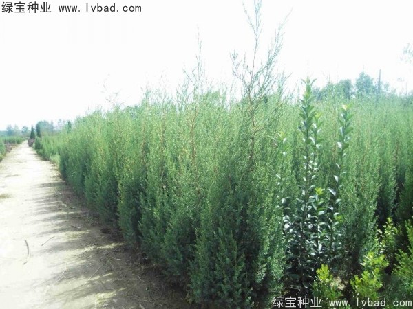 <a href='http://zishuwang.com.cn/linmuzhongzi/2260.html' target='_blank'>柏木種子</a>