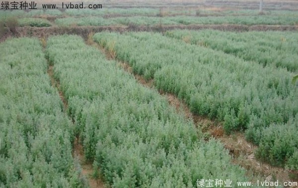 <a href='http://zishuwang.com.cn/linmuzhongzi/2260.html' target='_blank'>柏木種子</a>