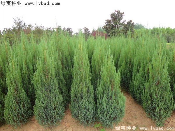 柏木<a href='http://zishuwang.com.cn/' target='_blank'>種子</a>