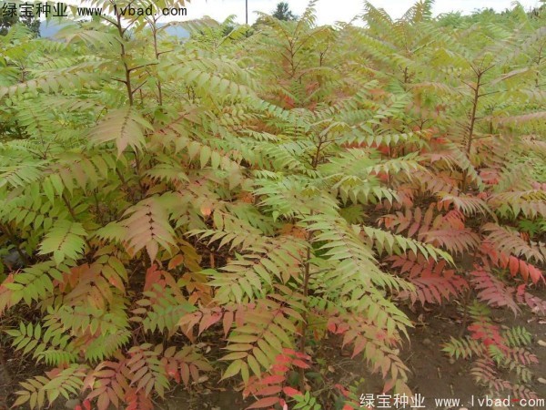 火炬<a href='http://zishuwang.com.cn/' target='_blank'>種子</a>