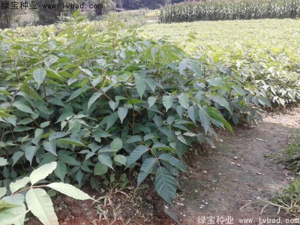 <a href='http://zishuwang.com.cn/linmuzhongzi/2269.html' target='_blank'>漆樹種子</a>