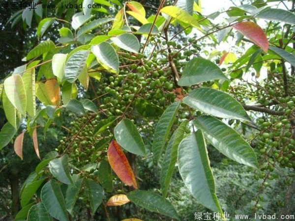 漆樹<a href='http://zishuwang.com.cn/' target='_blank'>種子</a>