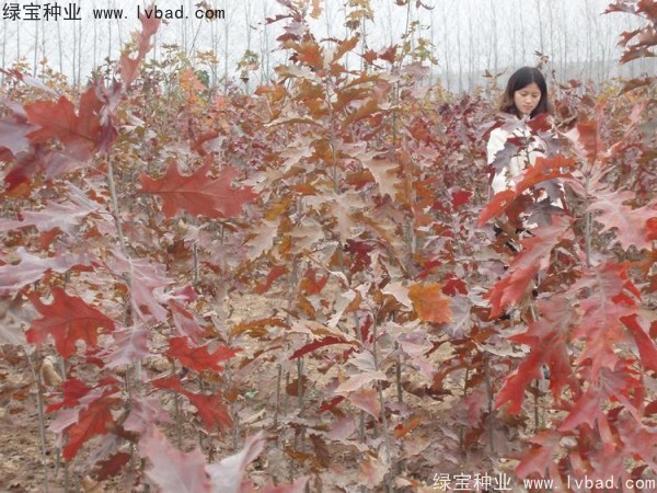 橡樹(shù)<a href='http://zishuwang.com.cn/' target='_blank'>種子</a>