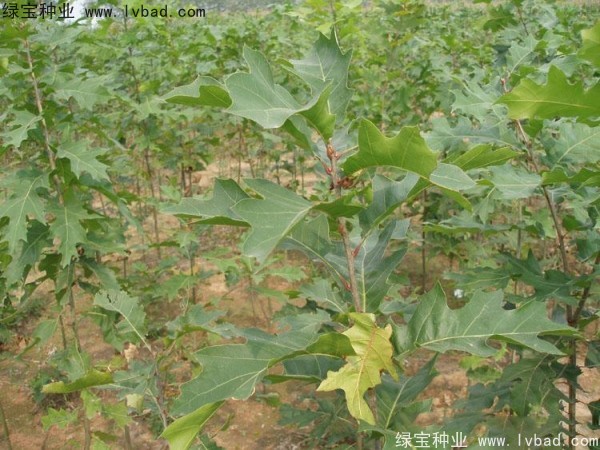 <a href='http://zishuwang.com.cn/linmuzhongzi/2280.html' target='_blank'>橡樹(shù)</a><a href='http://zishuwang.com.cn/' target='_blank'>種子</a>