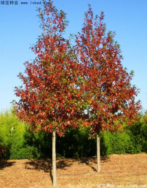 <a href='http://zishuwang.com.cn/linmuzhongzi/2280.html' target='_blank'>橡樹(shù)種子</a>