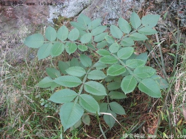 <a href='http://zishuwang.com.cn/linmuzhongzi/2283.html' target='_blank'>鹽膚木</a><a href='http://zishuwang.com.cn/' target='_blank'>種子</a>