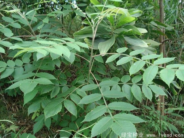 <a href='http://zishuwang.com.cn/linmuzhongzi/2283.html' target='_blank'>鹽膚木種子</a>