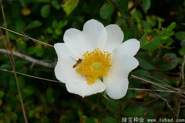 <a href='http://zishuwang.com.cn/yaocaizhongzi/2294.html' target='_blank'>金櫻子</a><a href='http://zishuwang.com.cn/' target='_blank'>種子</a>