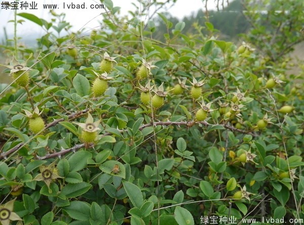 <a href='http://zishuwang.com.cn/yaocaizhongzi/2294.html' target='_blank'>金櫻子種子</a>