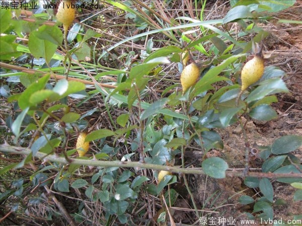 <a href='http://zishuwang.com.cn/yaocaizhongzi/2294.html' target='_blank'>金櫻子</a><a href='http://zishuwang.com.cn/' target='_blank'>種子</a>