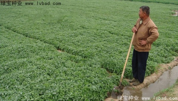 天南星<a href='http://zishuwang.com.cn/' target='_blank'>種子</a>