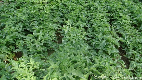 <a href='http://zishuwang.com.cn/yaocaizhongzi/2303.html' target='_blank'>天南星種子</a>