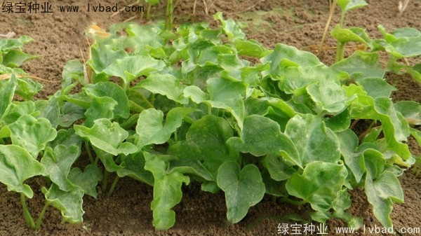 <a href='http://zishuwang.com.cn/yaocaizhongzi/2303.html' target='_blank'>天南星種子</a>