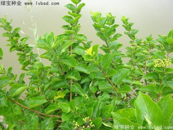 <a href='http://zishuwang.com.cn/yaocaizhongzi/2320.html' target='_blank'>黃荊種子</a>